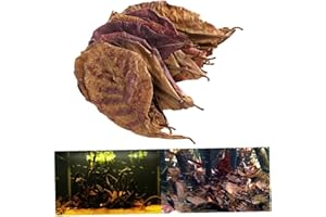 Froiny 10pcs / Pack Nouveau Catappa Catappa Foetida Feutida Feuilles L'île Feuille D'amande pour Le Nettoyage/Traitement Tank Aquarium, M