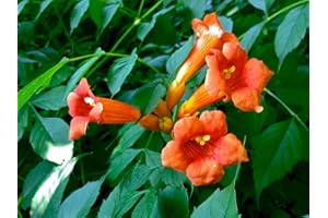 GREEN FUTURE PFLANZENHANDEL Klettertrompete Campsis radicans 'Indian Summer' Pflanze 5-10cm veredelt