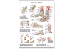 3B Scientific Human Anatomy - Foot and Joints of Foot Chart, Laminated Version 1001490