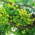 OhhSome Amla (small size fruit) Rai amla, Indian Goosberry, Phyllanthus acidus Plant