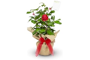 CARBETH PLANTS Camellia Ruby Wedding Gift Wrapped With Gift Card - 40th Ruby Wedding Anniversary in a 3litre Pot