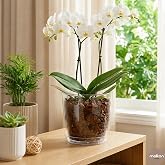 Melkan Home Orkide Saksı, Şeffaf Kristal Orkide Saksı 1,5 Litre