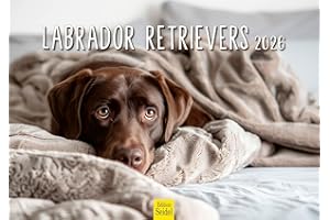 ‎EDITION SEIDEL Edition Seidel Premium Kalender Labrador Retrievers 2026 Format DIN A3 Wandkalender Hundekalender Hund Welpe Tierkinder Hunderasse Haustier