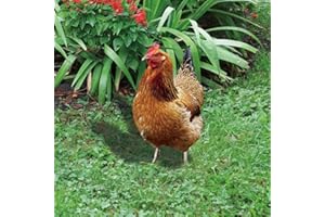 Jayruit Lot de 2 statues en acrylique en forme de poule - Décoration de jardin - Décoration de jardin - Coq - Animaux pour décoration extérieure (B)