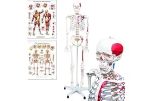 GRTLPOK Elementary Anatomy - Szkielet mięśniowy Mike - Elementary Anatomy - ludzki szkielet naturalnej wielkości z pomalowanymi mięśniami i przyczepami