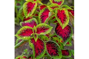 TÛCHE Semi pianta COLEUS ARCOBALENO MIX In Busta Ermetica MADE IN ITALY Qualità superiore con 95% di germogliazione con istruzioni