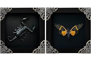 VinaTimes 2 Real Scorpion Yellow Wings Butterfly Frames Dead Insect Dried Shadow Box Wood Oddity Framed Taxidermy Specimen Collectables Decoration Wall Artwork Home Decor Gallery K12-51DE80DE