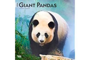 Giant Pandas – Großer Panda – Pandabären 2026 – 16-Monatskalender: Original BrownTrout-Kalender [Mehrsprachig] [Kalender] (Wall-Kalender)