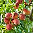 YouGarden Peach 'Suncrest' Prunus persica in a 5 Litre Pot - Grow Your Own Fruit Tree, Established Tree Ready to Plant Out in UK Gardens