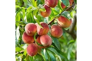 YouGarden Peach 'Suncrest' Prunus persica in a 5 Litre Pot - Grow Your Own Fruit Tree, Established Tree Ready to Plant Out in UK Gardens