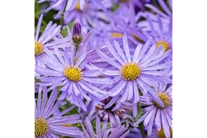YOUGARDEN You Garden - 2 x Aster Frikartii Footki 'Monch' in a 9cm Pot - Garden Ready Plants Ready to Plant Out in Gardens and Pots - Supplied as 2 x Established Plant