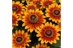 FLOWERSEEDSUK 100 Rudbeckia Hirta Rustic Dwarfs Mixed Seeds - Black Eyed Susan - 100 Seeds