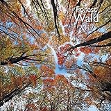 Wald 2017 - A&I Landschaftskalender, Naturkalender, Wandkalender - 30 x 30 cm by