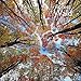 Wald 2017 - A&I Landschaftskalender, Naturkalender, Wandkalender - 30 x 30 cm by
