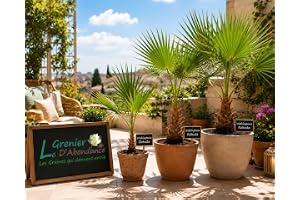 25 graines à semer - Le Grenier d'Abondance - WASHINGTONIA ROBUSTA - Palmier résistant