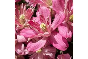Carbeth Plants 1 x Clematis Montana Broughton Star Climbing Plant in 9cm Pot - Deep Pink Double Petal Summer Flowering Garden Ready Shrub - Deciduous Outdoor Climber for Walls, Fences or Trellis