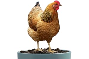 MUMIAO Decorazione da giardino con galline e galline, per esterni, decorazione in metallo, ornamenti da giardino, statuette da, statuette da e