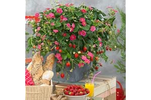 Strawberry 'Toscana'. Plug Plant x 4. Everbearing Strawberry with Stunning Pink Flowers. Available from Bedwen Plants