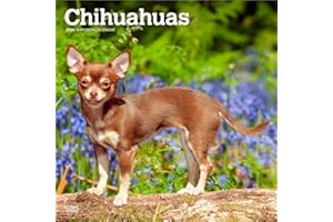 Chihuahuas 2026 – 16-Monatskalender: Original BrownTrout-Kalender [Mehrsprachig] [Kalender] (Wall-Kalender)