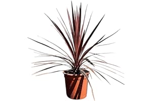 Tropictrees Cordyline Australis Red Star 75 cm