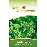 Pfefferminze Samen (Mehrjährig) | Pfefferminzsamen | Saatgut für Pfefferminze-Pflanzen | Kräutersamen…