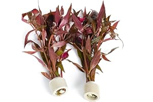 PondPlantsUK 2 x Live Plants for aquascaping, mosses, Fern, Tropical Aquatic Plants in Ceramic Weights (Althernanthera Cardinalis)