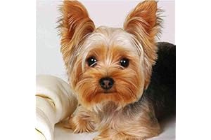 EPTIC 5d Diamant Painting,Diamond Painting,Point De Croix Broderie Diamond Painting Kits Maison Décoration Murale - Chien Yorkshire Terrier(50x60CM) 50x60CM