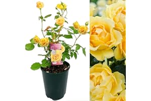 CARBETH PLANTS Golden Wedding Rose Bush - 50th Wedding Anniversary Plant - Give a Living Gift