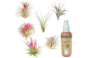 vdvelde.com Ecoworld Tillandsia Air Plants Real Set of 6 + Tillandsia Spray for Strong and Intensely Coloured Plants - 6 Pieces Tillandsia Decorative Plant - Easy Care - From Own Nursery