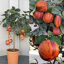 Pianta Di Limone Caviale Rosa (Finger Lime) In Vaso - Altezza 50-70 Cm, 2 Anni, Made In Italy