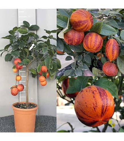 Pianta Di Finger Lime (Citrus Australasica) - Altezza 100cm, Frutto Bianco, In Fitocella