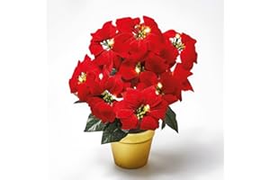 Coopers of Stortford - Light Up Artificial Poinsettia Arrangement - Battery Operated Christmas Decoration with LEDs and Timer in Gold Pot