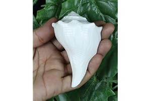 ASHIRWAD Dakshinavarti Original Shankh Valampuri Sangu Lakshmi Shankh Muschel (7,6 cm)