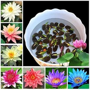 Amazon Brand - All Season Lotus Flower Hybrid Japanese Lotus Flower Seeds | 50 Seeds/Pack | 95% Germination Rate | Dwarf Rainbow | Kamal Gatta Beej | Mix of 12 Colors | Exotic Variety |