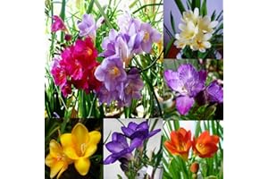 PERZOE 100 piezas de semillas de bulbos de fresia, decoración de jardín para el hogar de plantas perennes de flores de perfume Semillas de fresia