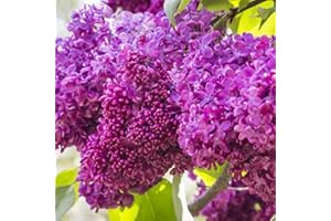 ARBORIX, GRÜNER UND BILLIGER! Syringa Vulgaris 'Charles Joly'- Lilas commun 'Charles Joly' 40-60 cm en conteneur