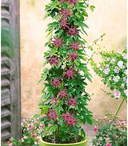 Immergrnes Geiblatt - Lonicera Henryi - Kletter-/Schlingpflanze, robust,  starker Wuchs, 40-60 cm : Amazon.de: Garten