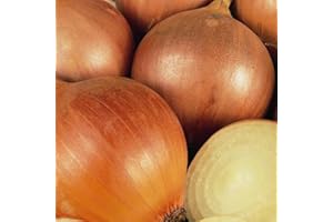 Onion Seeds Armstrong F1 – 140 Fresh Rijnsburger Type Onion Seeds – Plant and Grow Your Own Vegetables Ideal for Garden, Allotment, Large Pots or Containers – Packed in The UK by Meldon Seeds
