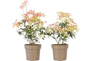 Plant in a Box - Pieris 'Flamme de forêt' - Set de 2 - Robuste arbuste exterieur jardin persistant - Pot 17cm - Hauteur 25-40cm
