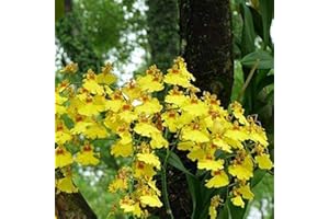 Saterkali Fleischfressende Fettkraut-Samen, 50 Stück Fleischfressende Fettkraut-Samen, volle Sonne, benötigen farbenfrohe Pflanzen, dekorative fleischfressende Fettkraut-Samen für den Garten