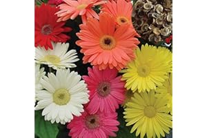 Haloppe 100 Unids Gerbera Flores Plantas Semillas para la Plantación de Jardín en el Hogar, Gerbera Semillas Graceful Gerbera Flor Semillas para Jardín Semilla de Margarita
