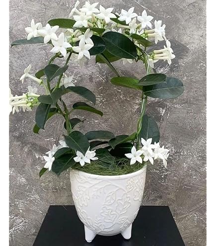 Caring For Stephanotis Floribundan (Madagascar Jasmine