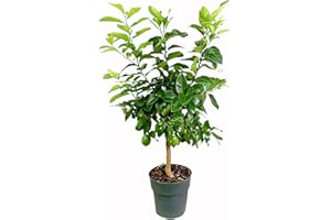 Garden Center shop by VM | Limonero 4 Estaciones M21 de 90 cm | Árbol Frutal Cítrico Natural | Produce Limones 2 Veces al Año | Exterior Soleado | Maceta de 7 L | Cultivo Fácil y Decorativo