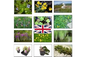 Lincolnshire Pond Plants Ltd - Native Pack Potted