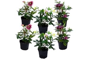 Plant in a Box - Helleborus Orientalis - Mix di 6 - Rose di Natale resistenti - Fiori colorati - Elleboro orientale - Vaso 12cm - Altezza 20-30cm
