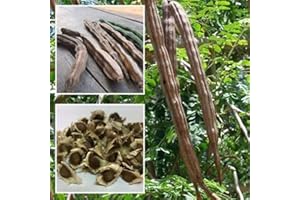 ZHOUBAA Semi per il giardinaggio, 50 semi sani di Moringa oleifera per la salute della pelle benefici per la pelle della bacchetta