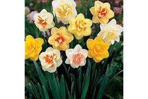AchidistviQ 400 Pezzi Di Narcisi Misti Bulbi Primavera Fioritura Perenne Fiori Casa Matrimonio Decorazione Da Giardino Colore della miscela Semi di narciso