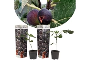 Plant in a Box - Ficus Carica 'Figuier' - Set de 2 - Pot 9cm - Hauteur 25-40cm