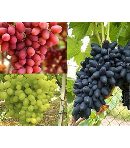 Semi Uva Per Coltivazione 20 Semi Di Uva Da Tavola Cardinal - Vitis Vinifera L., Per Coltivazione In Vaso O Giardino Vendita Piante Online