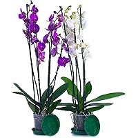 Orchidee (2)